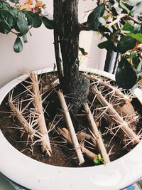 High angle view of potted plants on tree