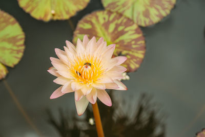Close-up of yellow flowering plant in water