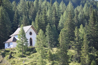 Trees and plants growing on land