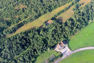 High angle view of plants growing on land