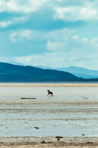 A dog on the beach at west kirby. the tones help the layering and the dog in the centre of the frame