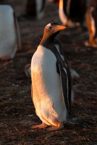 Close-up of penguin on land