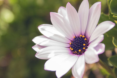 Close-up of white flower