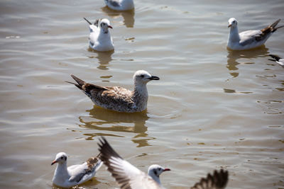 High angle view of seagulls in lake