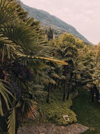 Scenic view of palm trees on mountain against sky