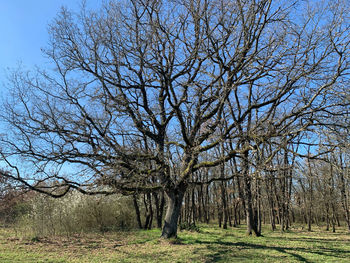 Bare trees on field against sky