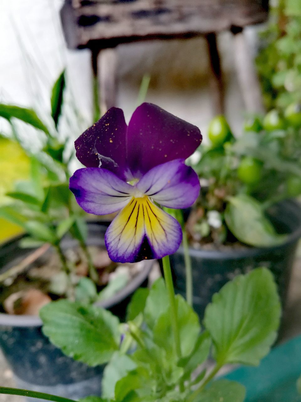 flower, flowering plant, plant, freshness, vulnerability, fragility, beauty in nature, petal, flower head, inflorescence, growth, close-up, purple, nature, no people, pansy, leaf, plant part, selective focus, focus on foreground