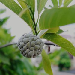 leaf