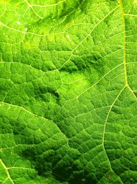 Macro shot of leaf