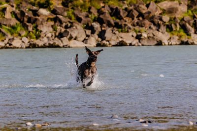 View of dog in the water