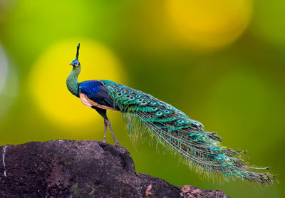 Close-up of peacock perching on rock