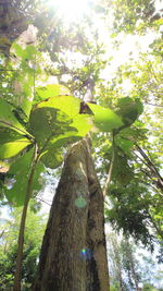 Low angle view of tree