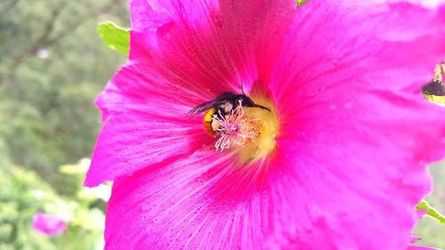 Close-up of butterfly on pink flower