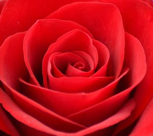 Macro shot of red rose