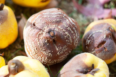 Rotten quince apple on the fruit tree, monilia laxa infestation, plant disease