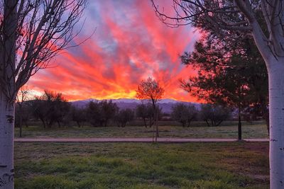 Trees on field against sky during sunset