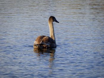 Duck swimming in lake