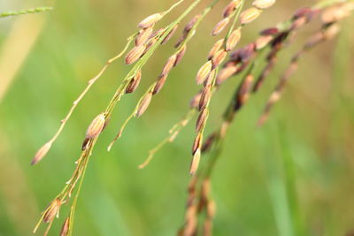 Close-up of plant