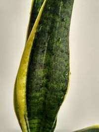 Close-up of fruit against white background