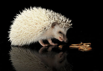Close-up of hedgehog eating mealworm against black background