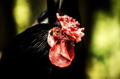 Close-up of rooster