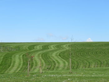Green field against sky
