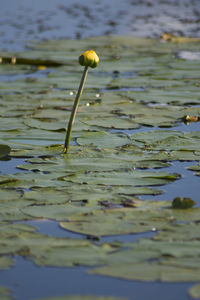 Close-up of water lily in lake