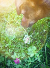 High angle view of dog on field