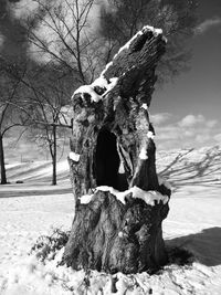 Bare trees on landscape