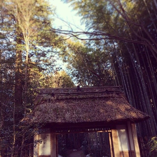 tree, low angle view, built structure, architecture, building exterior, branch, window, growth, tree trunk, house, day, sky, outdoors, no people, building, nature, forest, glass - material, residential structure, residential building