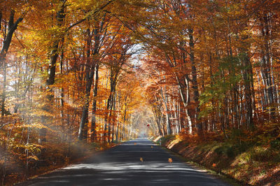 Road amidst trees in forest during autumn