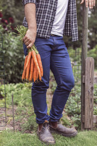 Low section of man holding freshly harvested carrots at organic farm