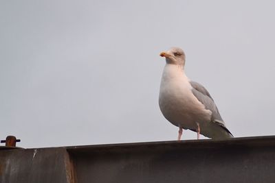 Low angle view of seagull perching on retaining wall against clear sky