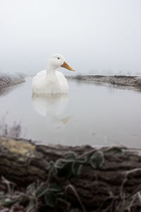 Bird in a lake