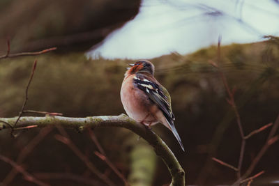 Close-up of bird perching on branch