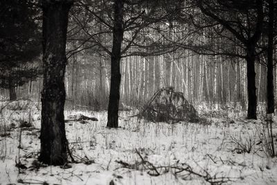 Trees in forest during winter