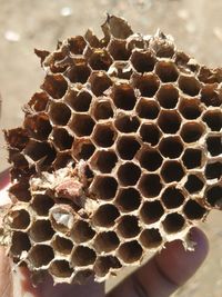 Close-up of bee on rock
