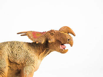 Close-up of a horse against white background