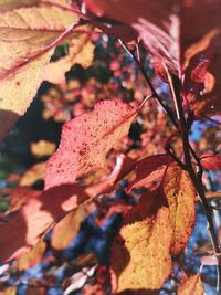 Close-up of dry maple leaves on tree