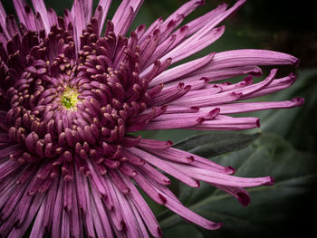 Close-up of purple flowers blooming outdoors