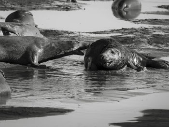 Close-up of turtle swimming in water