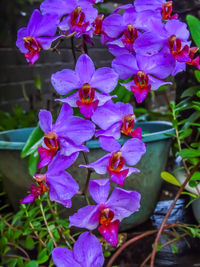 Close-up of purple flowering plants
