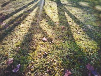 Plants growing on grassy field