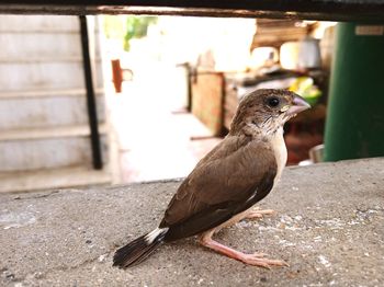 Close-up of bird perching on wall