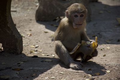 Monkeys sitting outdoors