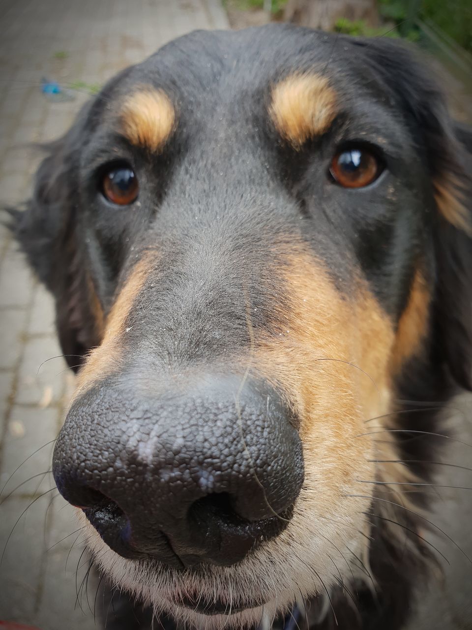 CLOSE-UP PORTRAIT OF DOG WITH MOUTH OPEN