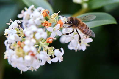 Close-up of bee pollinating on flower