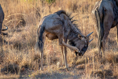 Side view of two horses on field