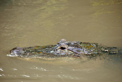 American alligator latin name alligator mississippiensis