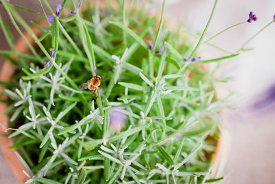 Close-up of insect on plant